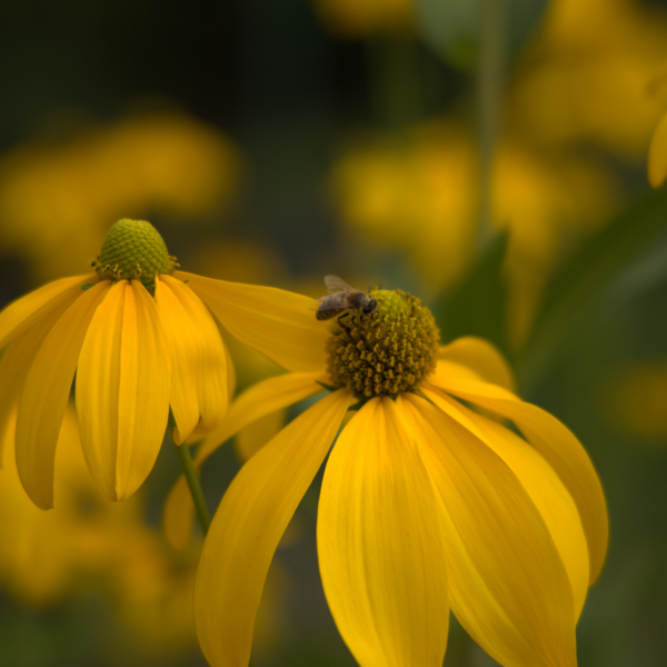Biene auf Blume